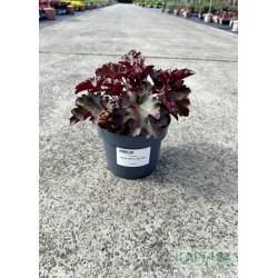 Heuchera 'World Caffe Lungo' PBR