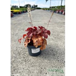 Heucherella x 'Buttered Rum' PBR