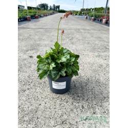 Heucherella x PINK REVOLUTION 'Heupire030'