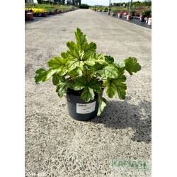 Heucherella x 'Tapestry' PBR