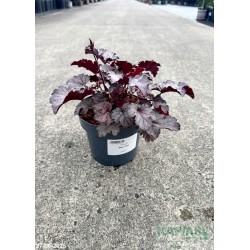 Heuchera 'Milan' PBR