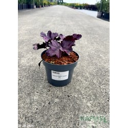 Heuchera FOREVER PURPLE 'Tnheufp' PBR
