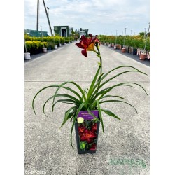 Hemerocallis 'Burgundy Love'