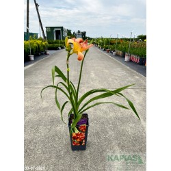 Hemerocallis 'Candlelight Dinner'