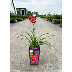 Hemerocallis 'Cute as can be'