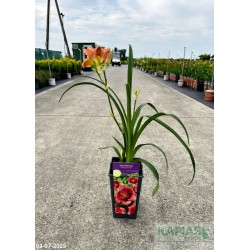 Hemerocallis 'Dan Mahony'