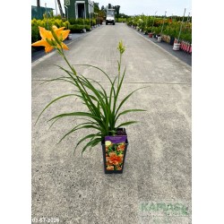 Hemerocallis 'Double Dream'