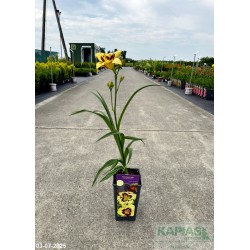 Hemerocallis 'El Desperado'