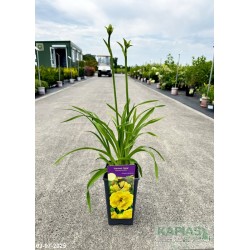 Hemerocallis 'Forever Jung'