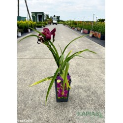 Hemerocallis 'Grape Velvet'