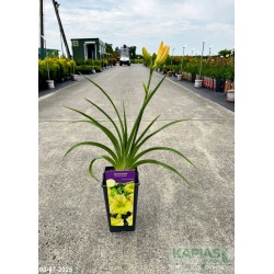 Hemerocallis 'Kimmswick'
