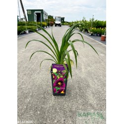 Hemerocallis 'Midnight Dynamite'