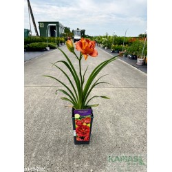 Hemerocallis 'Paprika Flame'