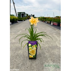 Hemerocallis 'Schnickel Fritz'