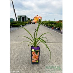 Hemerocallis 'Think Pink'