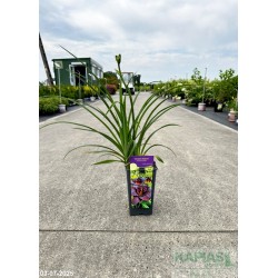 Hemerocallis 'Voodoo Dancer'