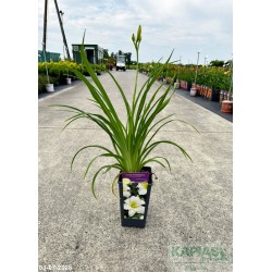 Hemerocallis 'White Temptation'