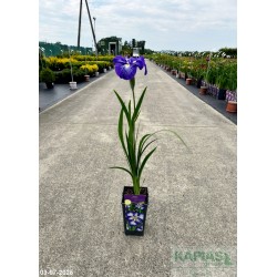 Iris ensata 'Gusto'