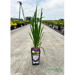 Iris ensata DINNER PLATE TIRAMISU 'Tiramisu'