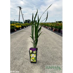 Iris sibirica 'Yellow Tail'