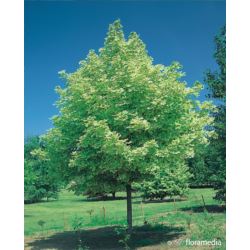 Acer platanoides 'Drummondii'