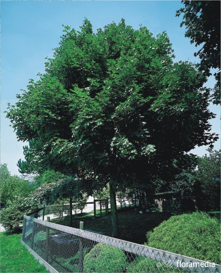 Acer platanoides 'Emerald Queen'