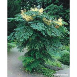 Liriodendron tulipifera 'Snowbird'