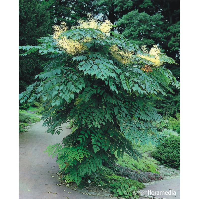 Liriodendron tulipifera 'Snowbird'