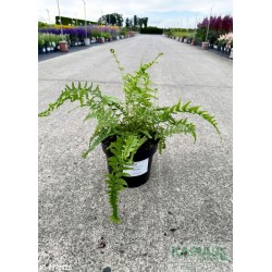 Athyrium filix-femina 'Victoriae'