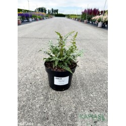 Athyrium niponicum 'Pewter Lace'