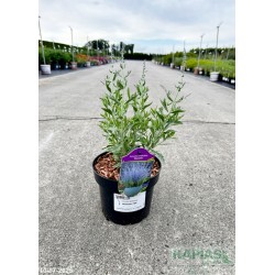 Perovskia atriplicifolia 'Bluesette' PBR