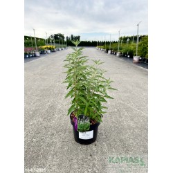 Caryopteris clandonensis x STEPHI 'Lissteph'