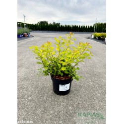 Spiraea betulifolia 'Tor Gold' PBR