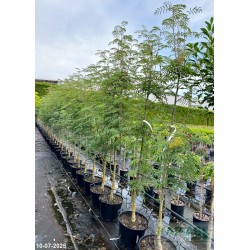 Sorbus arnoldiana x 'Golden Wonder'