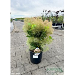 Cotinus coggygria 'Young Lady' PBR