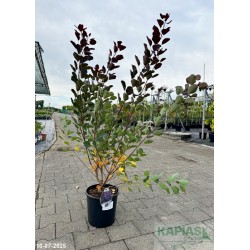 Cotinus coggygria DUSKY MAIDEN 'Londus' PBR