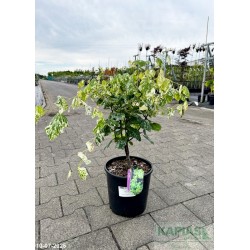 Cercis canadensis 'Alley Cat'