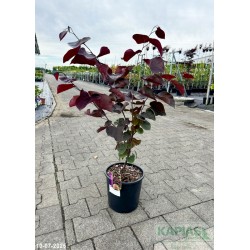 Cercis canadensis 'Forest Pansy'