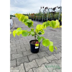 Cercis canadensis 'Hearts of Gold' PBR