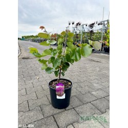 Cercis canadensis 'Oklahoma'