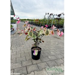 Cercis canadensis CAROLINA SWEETHEART 'NCCC1'
