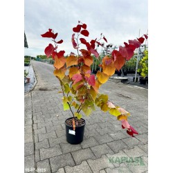 Cercis canadensis ETERNAL FLAME 'NC2016-2' PBR