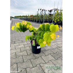 Cercis canadensis THE RISING SUN 'JN2'