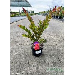 Lagerstroemia ENDURING SUMMER RED 'Piilag B5'