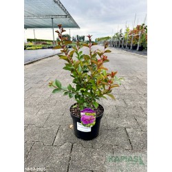 Lagerstroemia indica PURPLE STAR 'HOCH1065' PBR