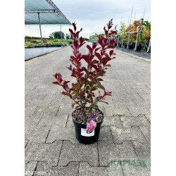 Lagerstroemia indica RHAPSODY IN PINK 'Whit VIII'