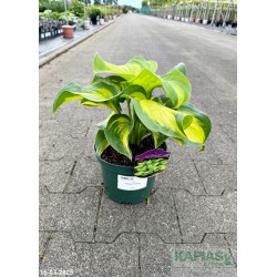 Hosta 'Emerald Charger'
