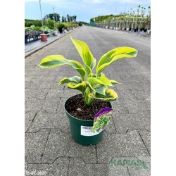 Hosta 'Flemish Tradition'