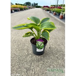 Hosta 'Frances Williams'