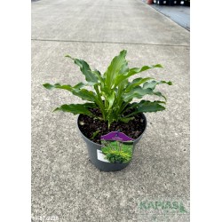 Hosta 'Get Nekkid'